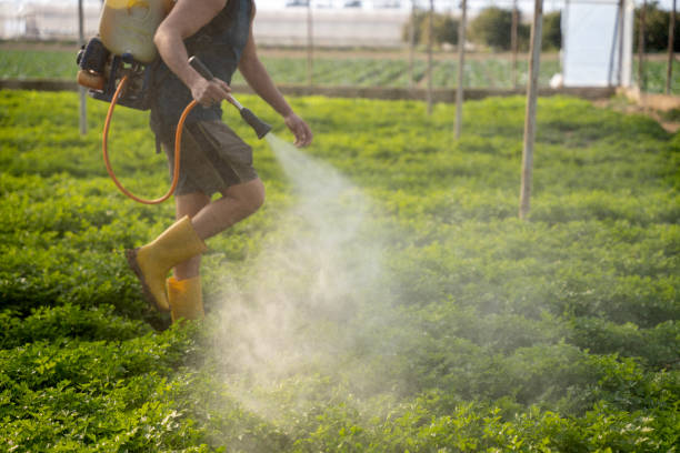 Best Mosquito Control Services  in St Henry, OH