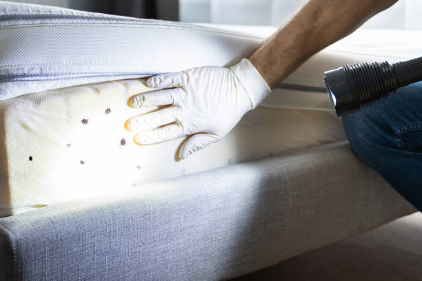 Best Pest Control Near Me  in St Henry, OH