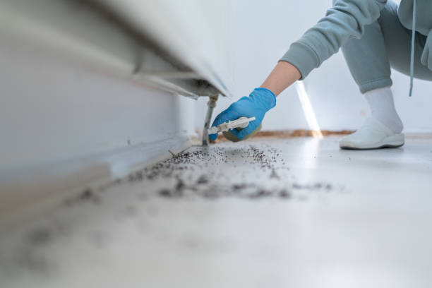 Best Emergency Pest Control  in St Henry, OH